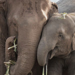 A touching moment between an adult elephant and a calf, embodying the essence of love and connection, reminiscent of the values represented by the Elephant Love Silver Necklace. This heartfelt imagery aligns with the themes of spiritual jewelry and talismans.
