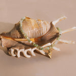 Beaded bracelet with pale green stone beads and small gold charm displayed on a decorative seashell.